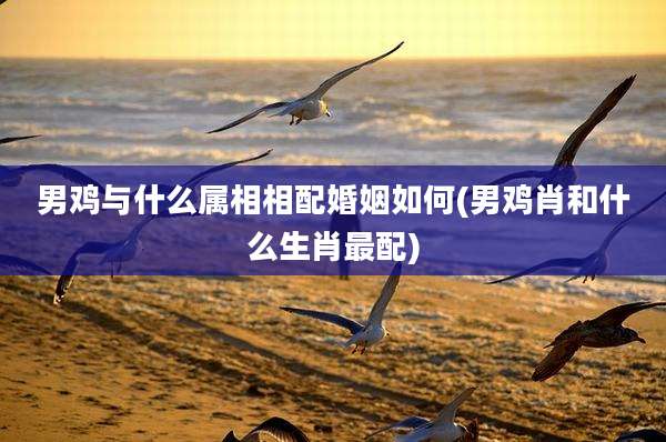 男鸡与什么属相相配婚姻如何(男鸡肖和什么生肖最配)