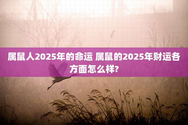 属鼠人2025年的命运 属鼠的2025年财运各方面怎么样?