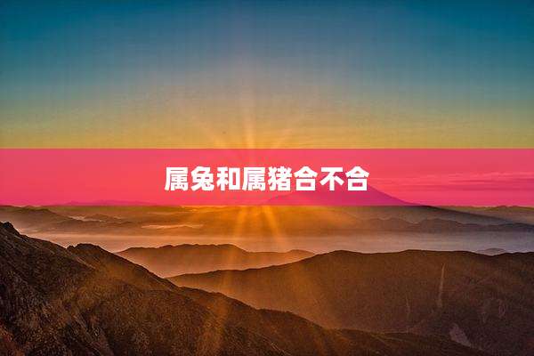 属兔和属猪合不合