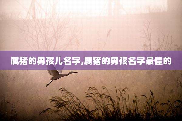 属猪的男孩儿名字,属猪的男孩名字最佳的
