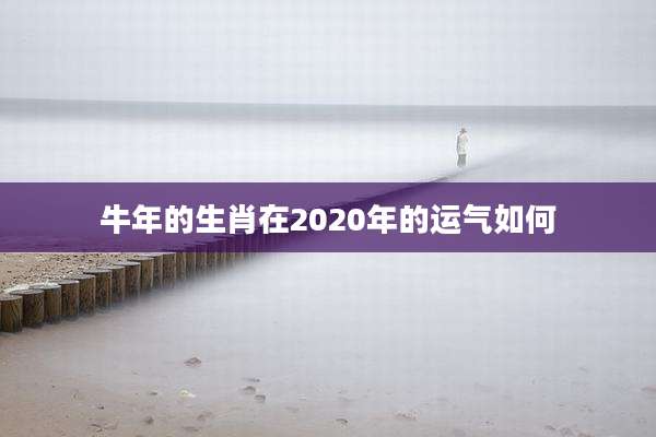 牛年的生肖在2020年的运气如何