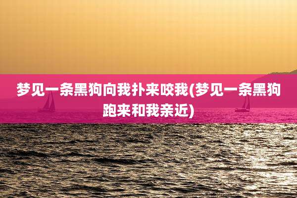 梦见一条黑狗向我扑来咬我(梦见一条黑狗跑来和我亲近)