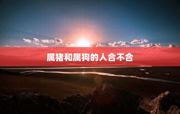 属猪和属狗的人合不合