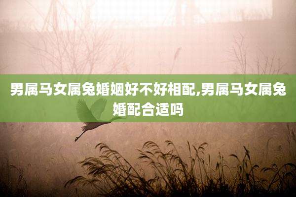 男属马女属兔婚姻好不好相配,男属马女属兔婚配合适吗