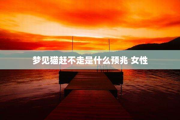 梦见猫赶不走是什么预兆 女性