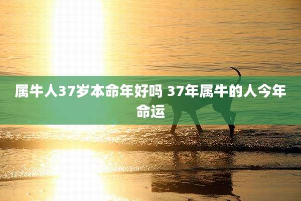 属牛人37岁本命年好吗 37年属牛的人今年命运