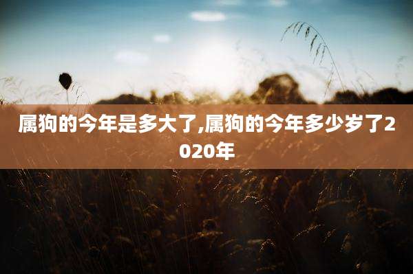 属狗的今年是多大了,属狗的今年多少岁了2020年