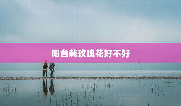 阳台栽玫瑰花好不好