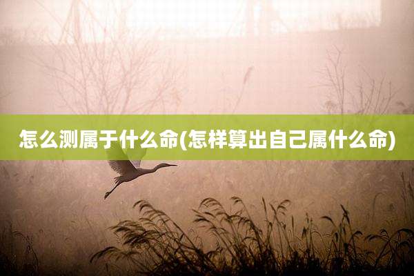 怎么测属于什么命(怎样算出自己属什么命)