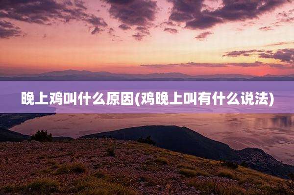 晚上鸡叫什么原因(鸡晚上叫有什么说法)