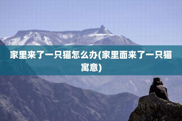 家里来了一只猫怎么办(家里面来了一只猫寓意)