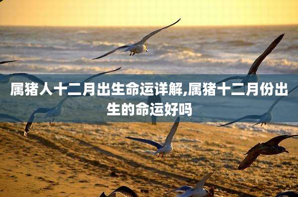属猪人十二月出生命运详解,属猪十二月份出生的命运好吗