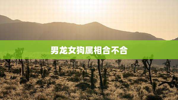 男龙女狗属相合不合