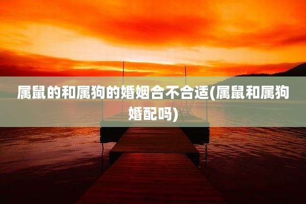 属鼠的和属狗的婚姻合不合适(属鼠和属狗婚配吗)