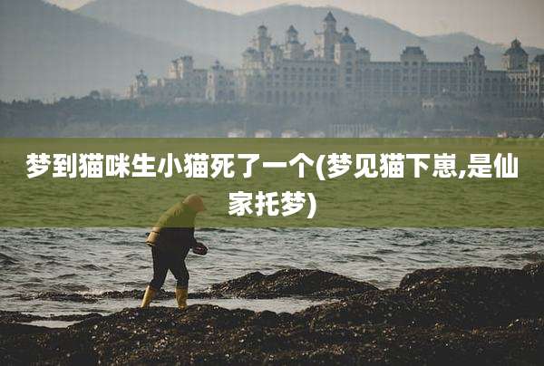 梦到猫咪生小猫死了一个(梦见猫下崽,是仙家托梦)