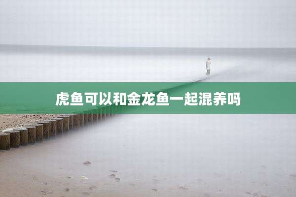 虎鱼可以和金龙鱼一起混养吗