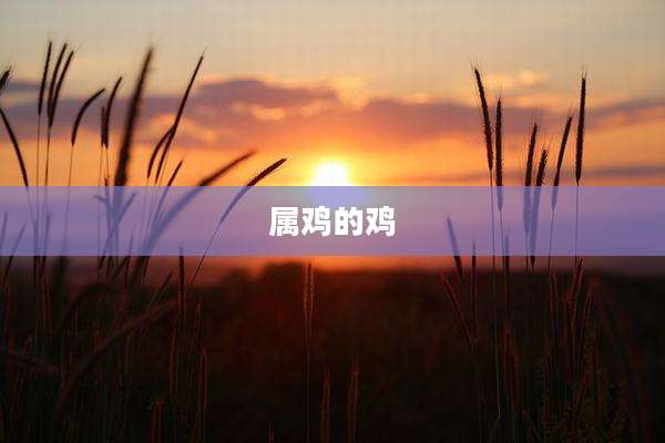 属鸡的鸡
