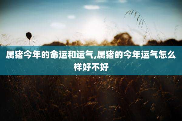 属猪今年的命运和运气,属猪的今年运气怎么样好不好