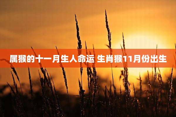 属猴的十一月生人命运 生肖猴11月份出生