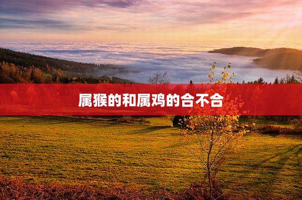 属猴的和属鸡的合不合