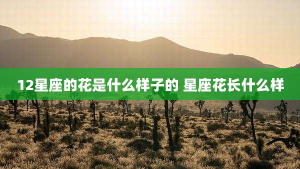 12星座的花是什么样子的 星座花长什么样