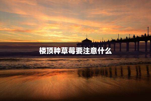 楼顶种草莓要注意什么