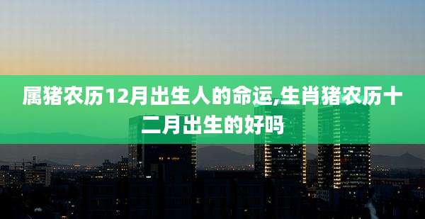 属猪农历12月出生人的命运,生肖猪农历十二月出生的好吗
