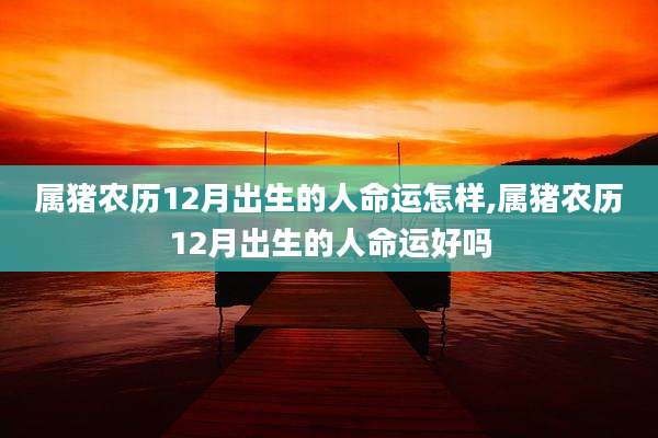 属猪农历12月出生的人命运怎样,属猪农历12月出生的人命运好吗