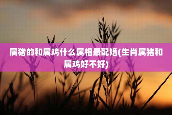 属猪的和属鸡什么属相最配婚(生肖属猪和属鸡好不好)