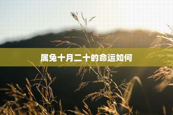 属兔十月二十的命运如何