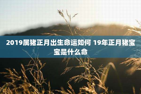 2019属猪正月出生命运如何 19年正月猪宝宝是什么命