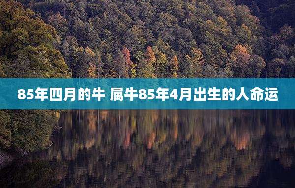 85年四月的牛 属牛85年4月出生的人命运