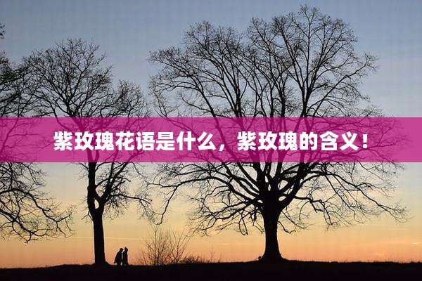 紫玫瑰花语是什么，紫玫瑰的含义！