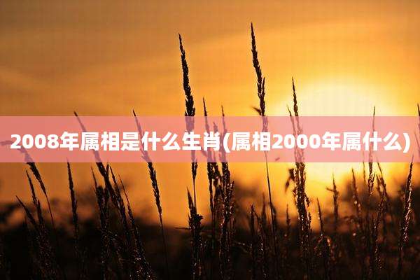 2008年属相是什么生肖(属相2000年属什么)