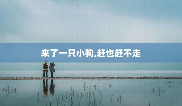 来了一只小狗,赶也赶不走