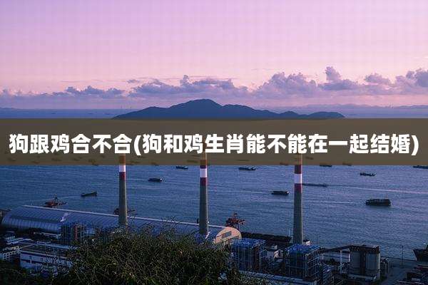 狗跟鸡合不合(狗和鸡生肖能不能在一起结婚)