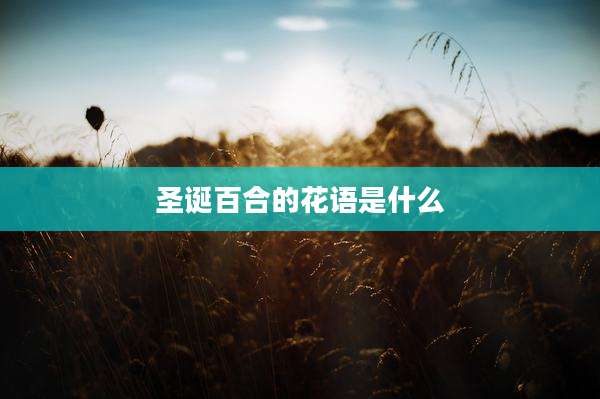 圣诞百合的花语是什么