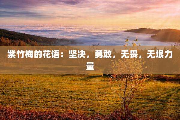 紫竹梅的花语:坚决,勇敢,无畏,无垠力量