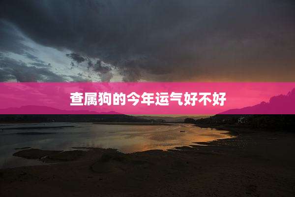 查属狗的今年运气好不好
