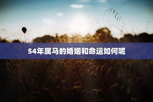 54年属马的婚姻和命运如何呢