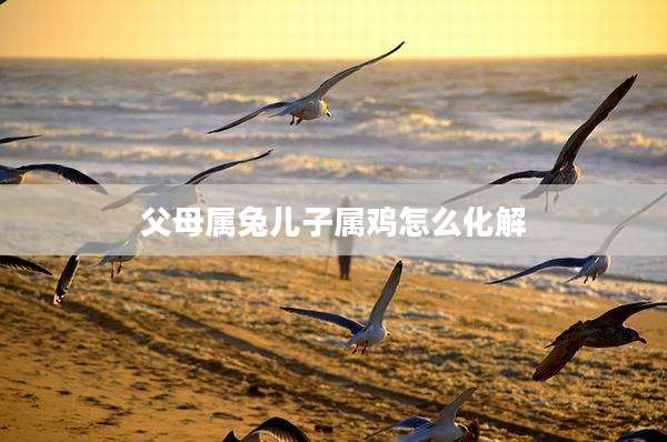 父母属兔儿子属鸡怎么化解