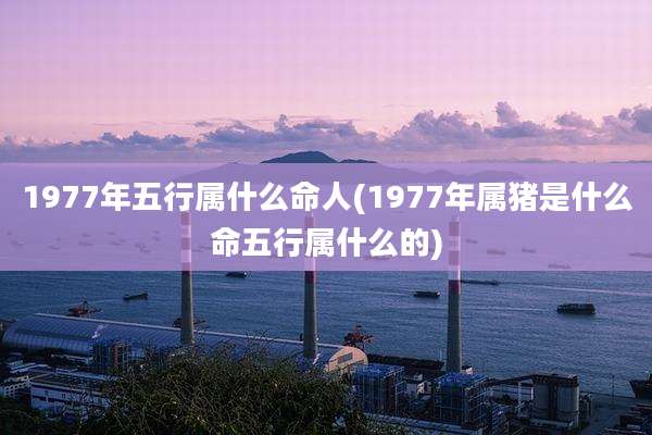 1977年五行属什么命人(1977年属猪是什么命五行属什么的)