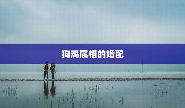 狗鸡属相的婚配