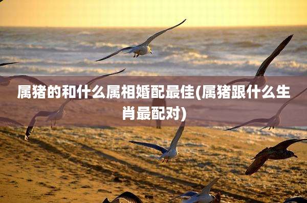 属猪的和什么属相婚配最佳(属猪跟什么生肖最配对)