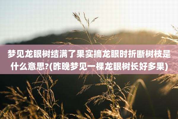 梦见龙眼树结满了果实摘龙眼时折断树枝是什么意思?(昨晚梦见一棵龙眼树长好多果)