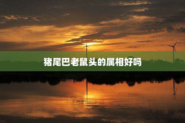 猪尾巴老鼠头的属相好吗