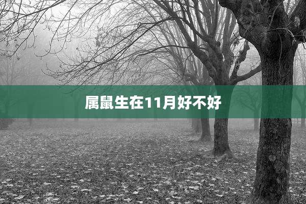 属鼠生在11月好不好