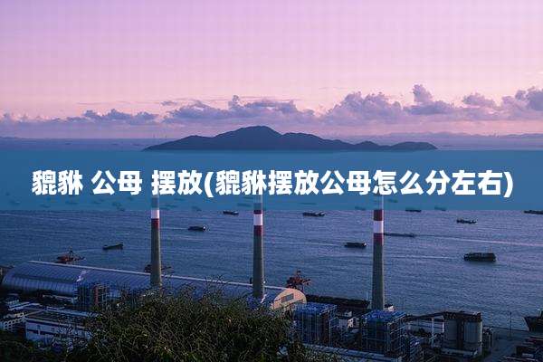 貔貅 公母 摆放(貔貅摆放公母怎么分左右)