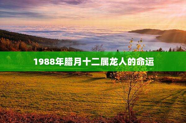 1988年腊月十二属龙人的命运