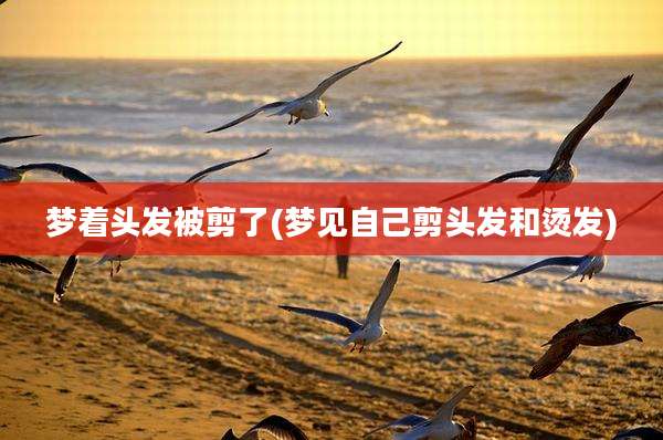 梦着头发被剪了(梦见自己剪头发和烫发)